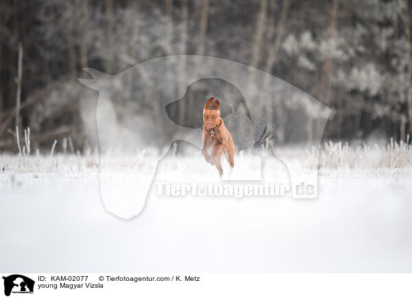 young Magyar Vizsla / KAM-02077