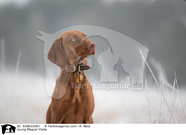 young Magyar Vizsla / KAM-02081