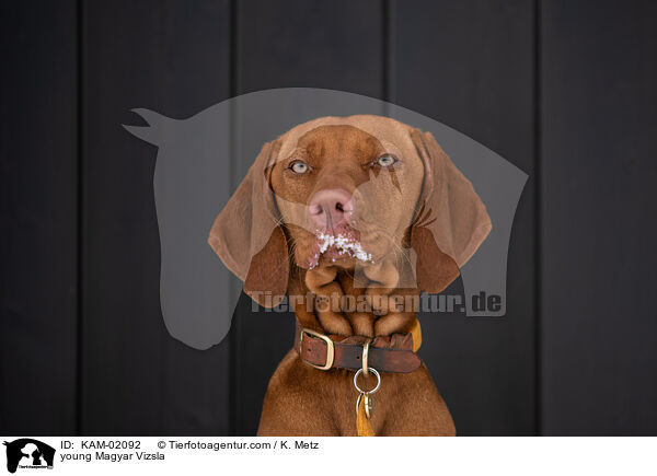 young Magyar Vizsla / KAM-02092