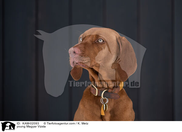 junger Magyar Vizsla / young Magyar Vizsla / KAM-02093