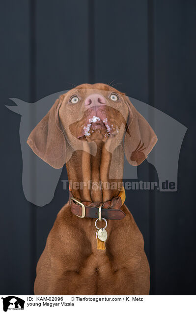 young Magyar Vizsla / KAM-02096