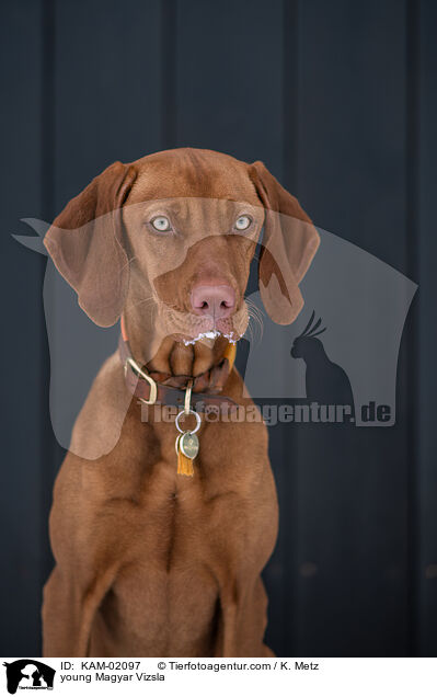 junger Magyar Vizsla / young Magyar Vizsla / KAM-02097