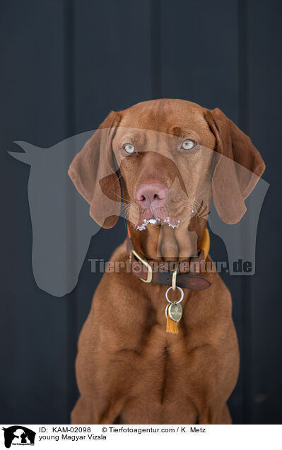 young Magyar Vizsla / KAM-02098