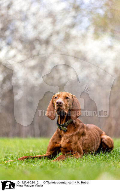 lying Magyar Vizsla / MAH-02012