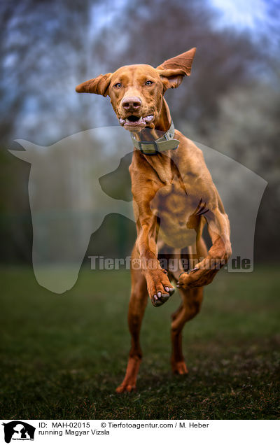 running Magyar Vizsla / MAH-02015