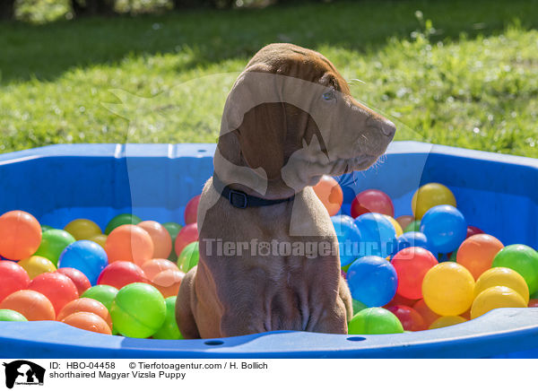 shorthaired Magyar Vizsla Puppy / HBO-04458