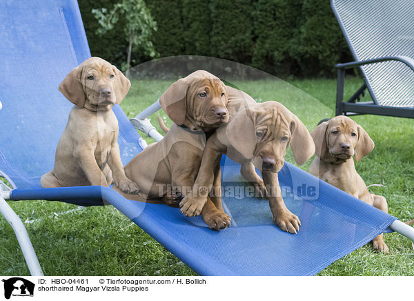 Kurzhaarvizsla Welpen / shorthaired Magyar Vizsla Puppies / HBO-04461