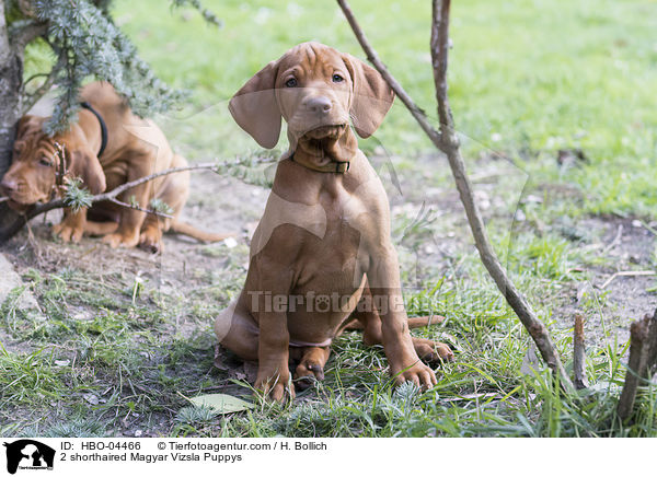2 shorthaired Magyar Vizsla Puppys / HBO-04466