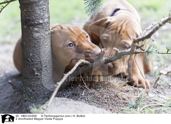 2 shorthaired Magyar Vizsla Puppys / HBO-04468