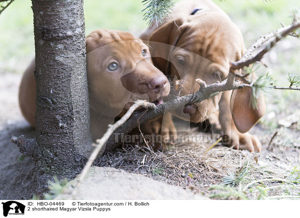 2 shorthaired Magyar Vizsla Puppys / HBO-04469