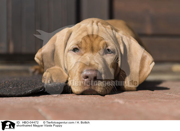 shorthaired Magyar Vizsla Puppy / HBO-04472
