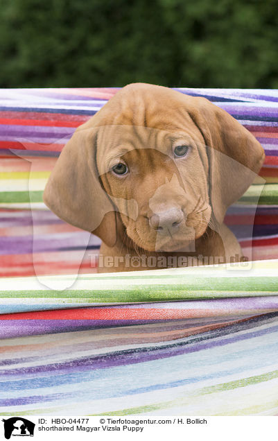 shorthaired Magyar Vizsla Puppy / HBO-04477