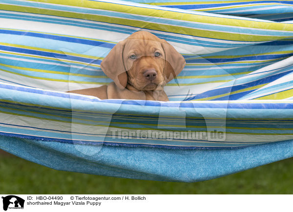 shorthaired Magyar Vizsla Puppy / HBO-04490