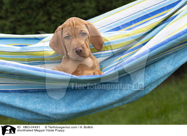 shorthaired Magyar Vizsla Puppy / HBO-04491