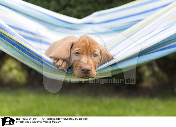 shorthaired Magyar Vizsla Puppy / HBO-04501