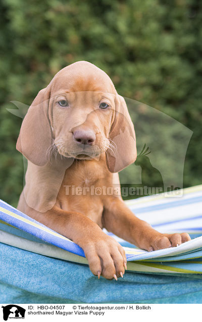 shorthaired Magyar Vizsla Puppy / HBO-04507
