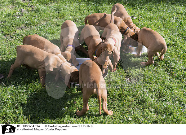 shorthaired Magyar Vizsla Puppies / HBO-04514