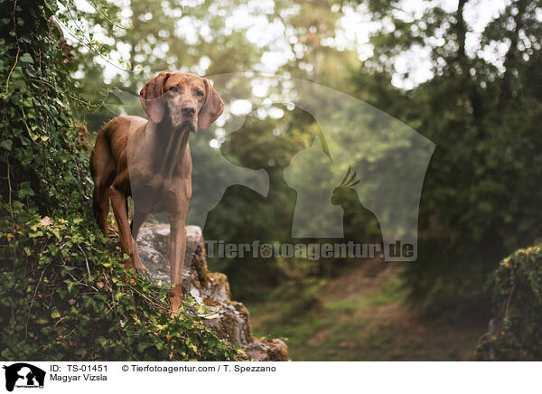 Magyar Vizsla / Magyar Vizsla / TS-01451