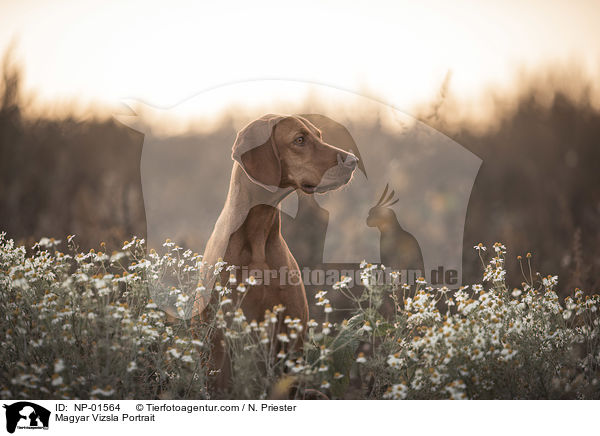 Magyar Vizsla Portrait / NP-01564