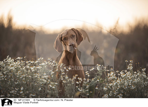 Magyar Vizsla Portrait / NP-01565