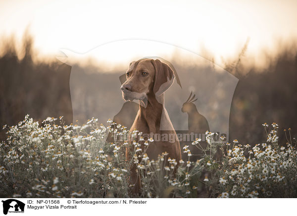 Magyar Vizsla Portrait / NP-01568