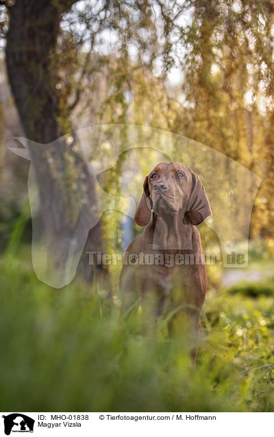 Magyar Vizsla / MHO-01838