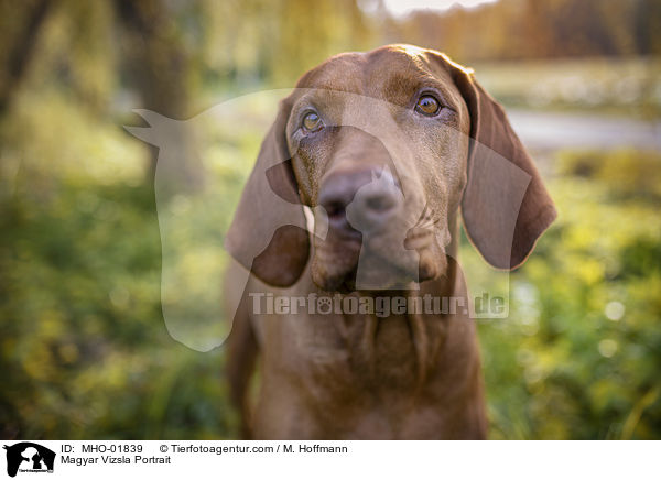 Magyar Vizsla Portrait / MHO-01839