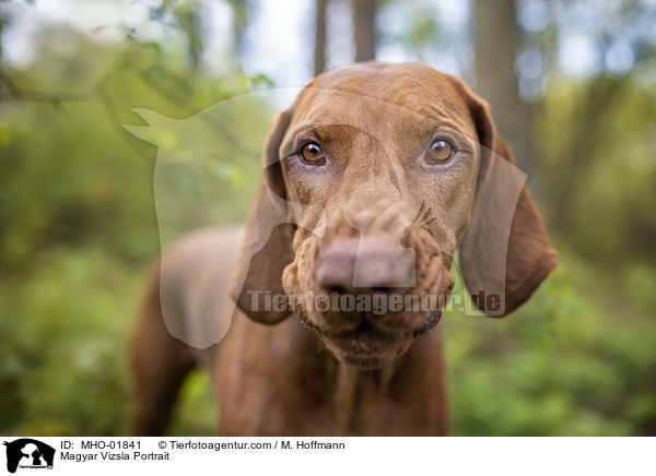 Magyar Vizsla Portrait / MHO-01841