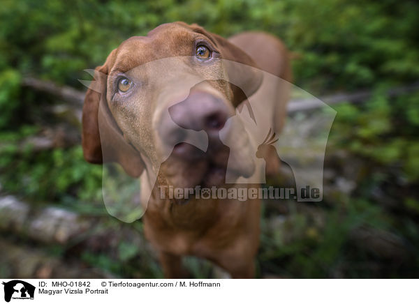 Magyar Vizsla Portrait / MHO-01842