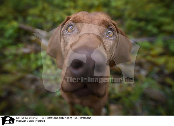 Magyar Vizsla Portrait / MHO-01843