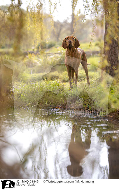 Magyar Vizsla / MHO-01845