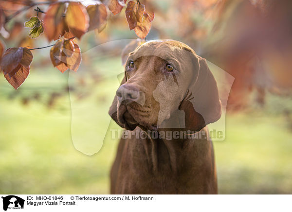 Magyar Vizsla Portrait / MHO-01846