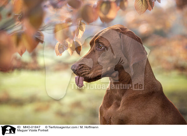 Magyar Vizsla Portrait / MHO-01847