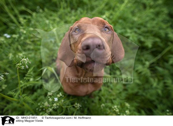 sitting Magyar Vizsla / MHO-01851