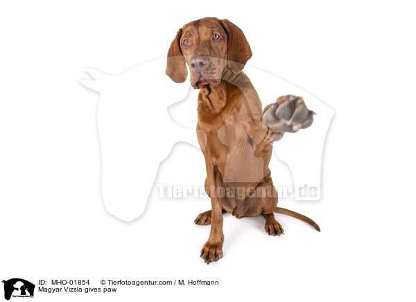 Magyar Vizsla gives paw / MHO-01854