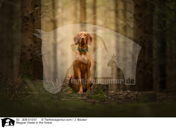 Magyar Vizsla in the forest / JEB-01007