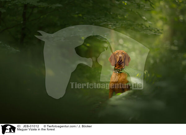 Magyar Vizsla in the forest / JEB-01012