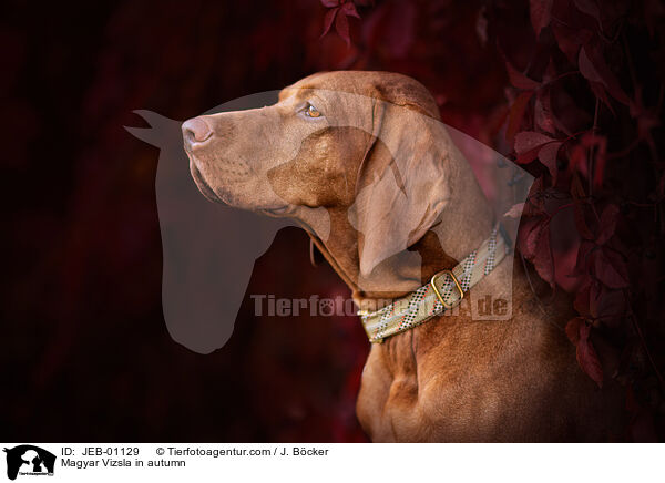 Magyar Vizsla in autumn / JEB-01129