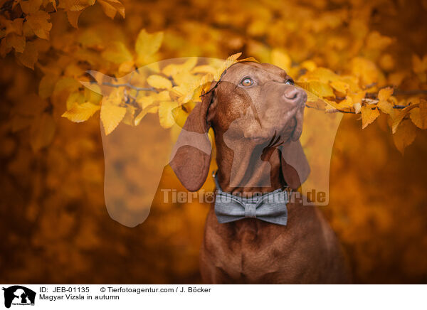 Magyar Vizsla in autumn / JEB-01135