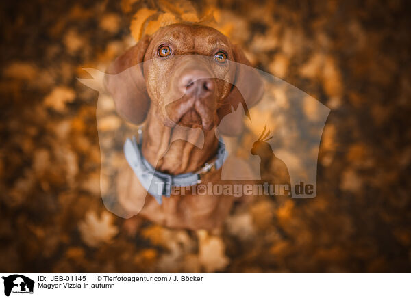 Magyar Vizsla in autumn / JEB-01145