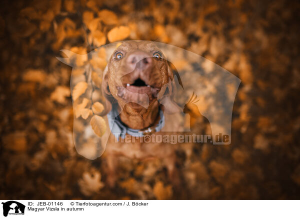 Magyar Vizsla in autumn / JEB-01146