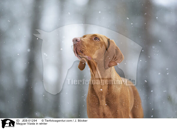 Magyar Vizsla in winter / JEB-01294