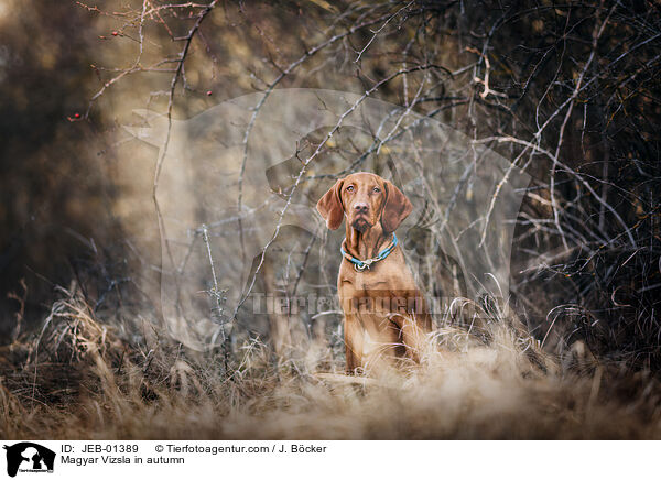 Magyar Vizsla in autumn / JEB-01389