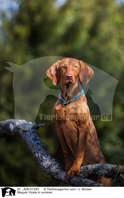 Magyar Vizsla in summer / JEB-01393