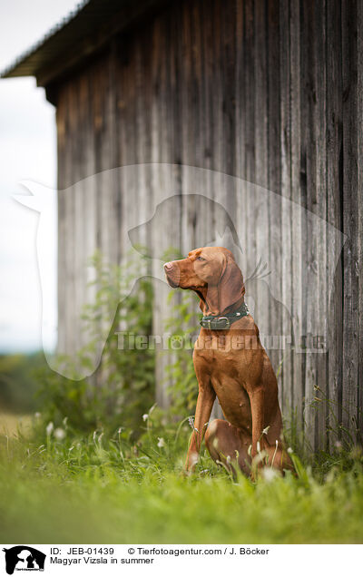 Magyar Vizsla im Sommer / Magyar Vizsla in summer / JEB-01439