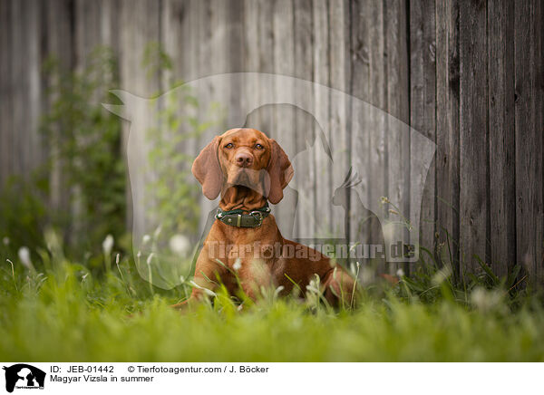Magyar Vizsla im Sommer / Magyar Vizsla in summer / JEB-01442