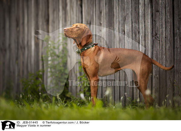 Magyar Vizsla im Sommer / Magyar Vizsla in summer / JEB-01445