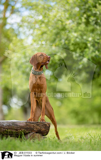Magyar Vizsla in summer / JEB-01533