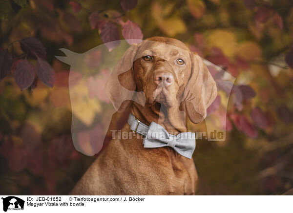 Magyar Vizsla with bowtie / JEB-01652