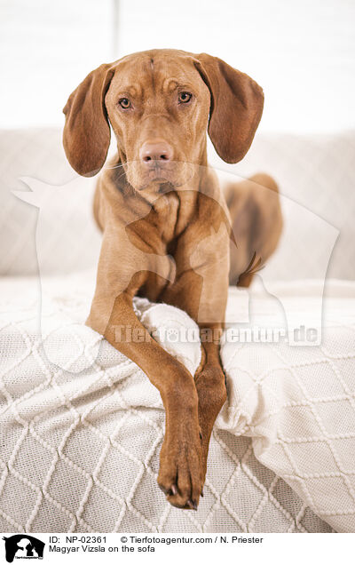 Magyar Vizsla on the sofa / NP-02361
